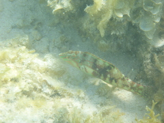 Halichoeres nebulosus