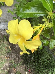 Allamanda cathartica image