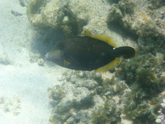 Cantherhines pardalis