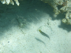 Petroscirtes breviceps