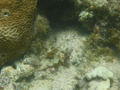 Gnatholepis cauerensis