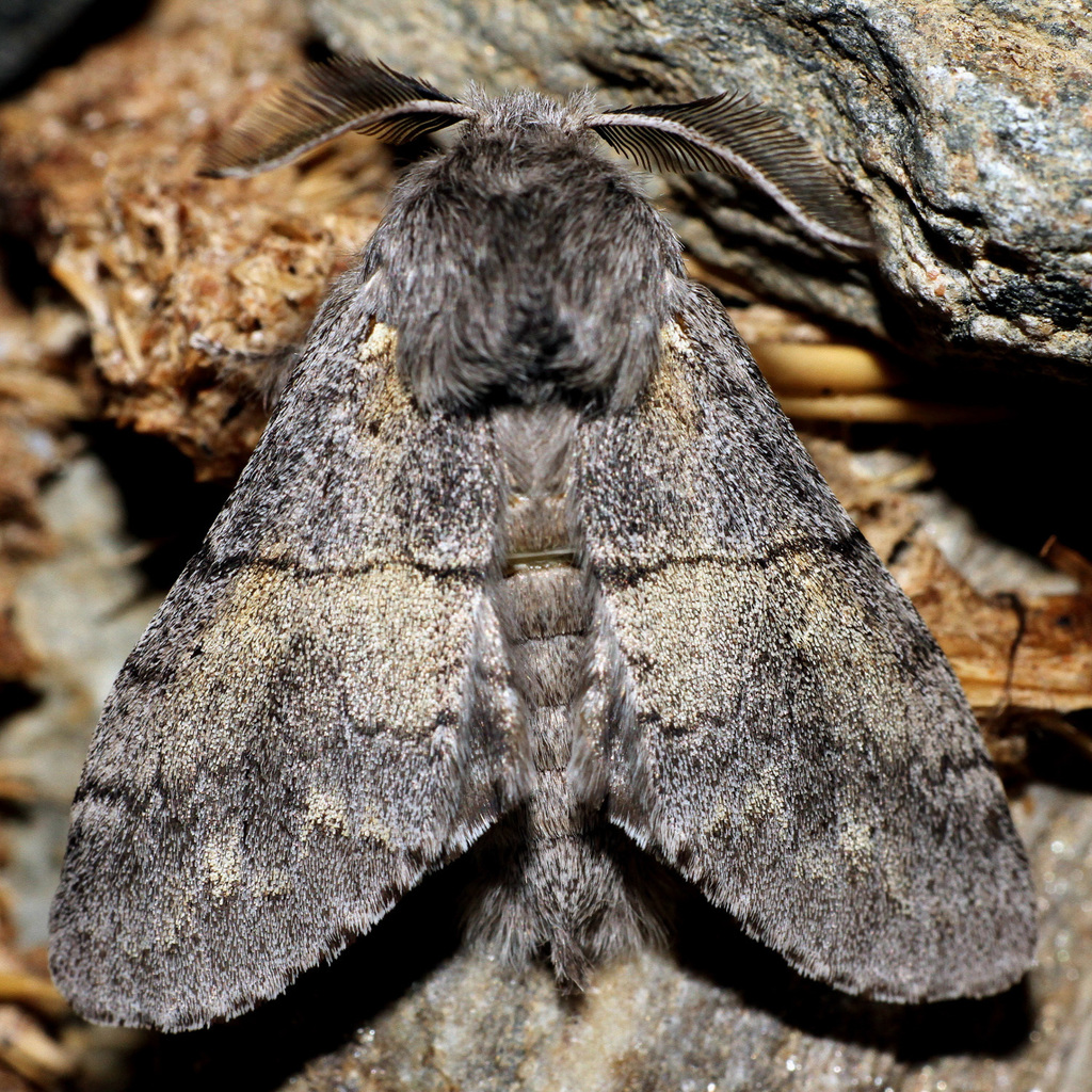 Lintner's Gluphisia Moth
