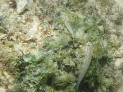 Gnatholepis cauerensis
