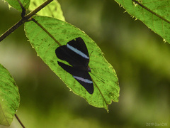 Amnosia decora