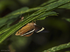 Amnosia decora