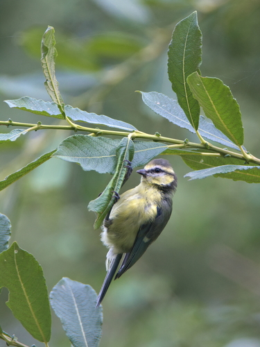 Mésange bleue, jeune