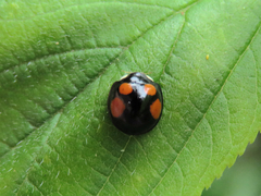 Coelophora bowringii