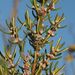 Grubbia rosmarinifolia - Photo (c) Felix Riegel,  זכויות יוצרים חלקיות (CC BY-NC), uploaded by Felix Riegel