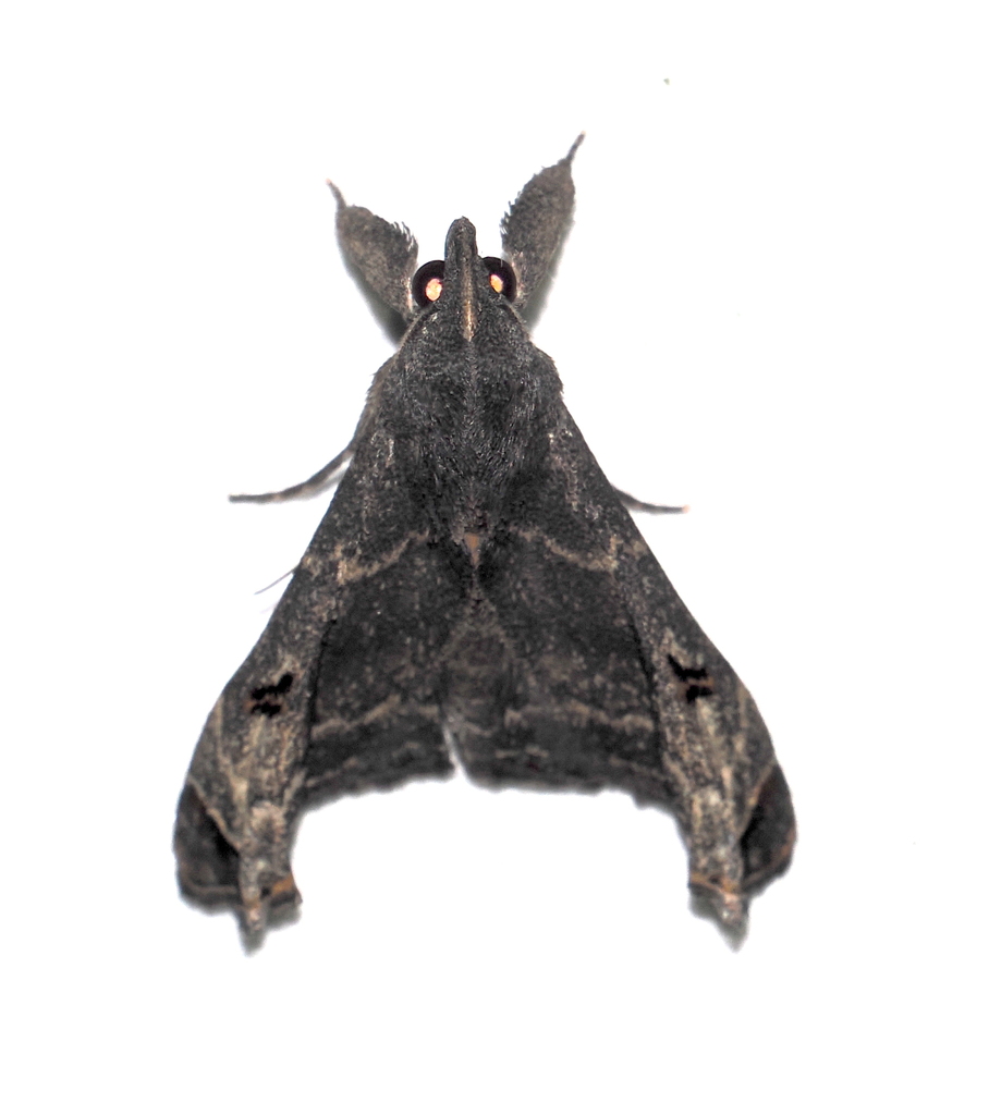 Palthis bizialis