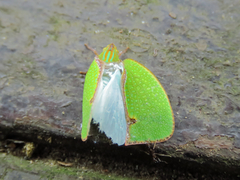 Salurnis marginella