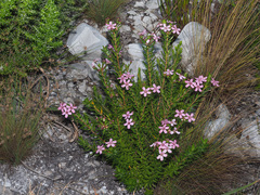 Adenandra fragrans