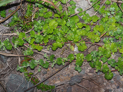 Alchemilla capensis