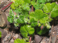 Alchemilla capensis