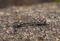 Cordulephya montana