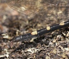 Cordulephya montana