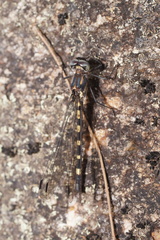 Cordulephya montana