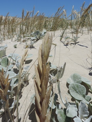 Thinopyrum distichum