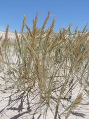 Thinopyrum distichum