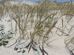 Thinopyrum distichum