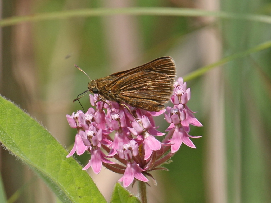 Black Dash from Rye, NH, USA on July 25, 2023 at 1028 AM by Stephen