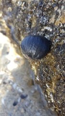 Nerita atramentosa