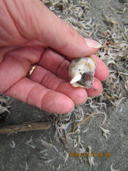 Austrofusus glans