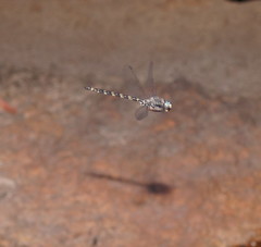 Austroaeschna subapicalis