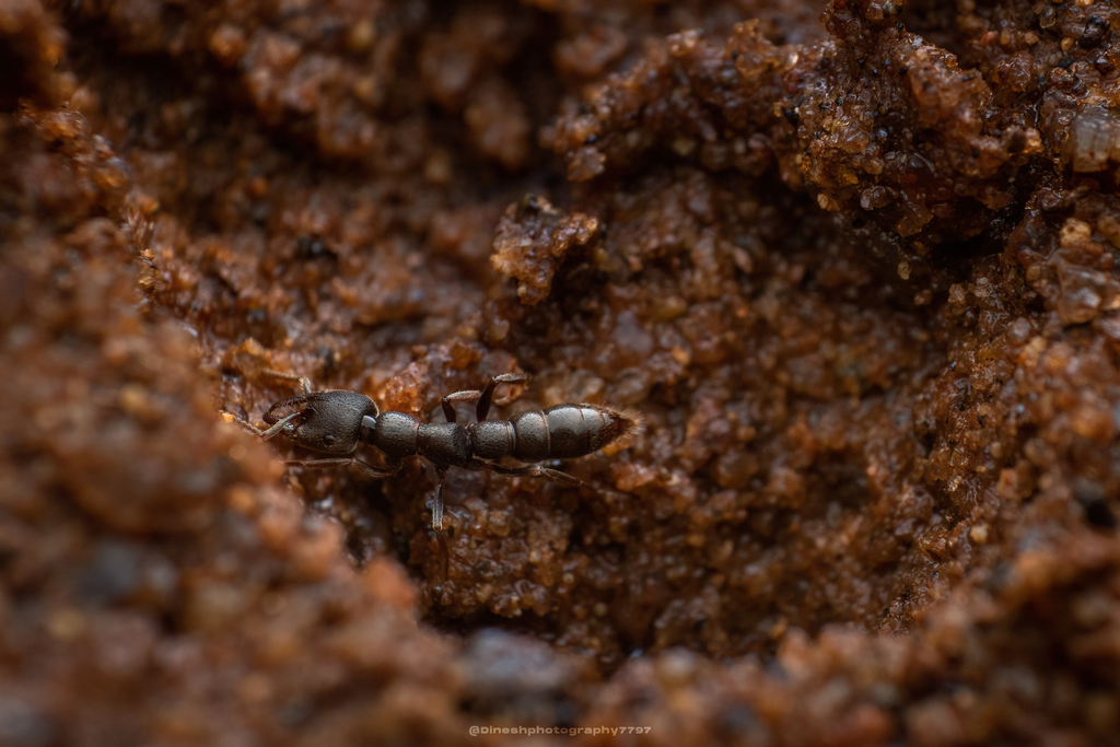 Stigmatomma bellii