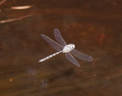 Austroaeschna subapicalis
