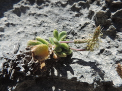 Plantago carnosa