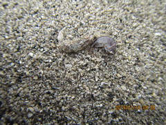 Bellorchestia quoyana