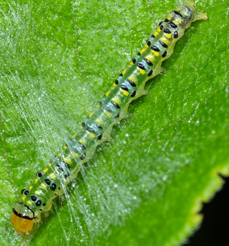 Hahncappsia marculenta photo 4