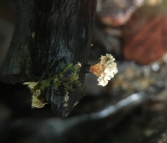 Xylaria flabelliformis