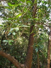 Rochefortia acanthophora