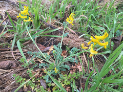 Corydalis curvisiliqua