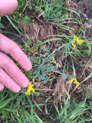 Corydalis curvisiliqua