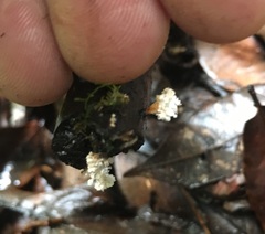 Xylaria flabelliformis
