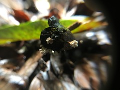 Xylaria flabelliformis
