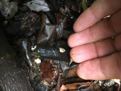 Xylaria flabelliformis