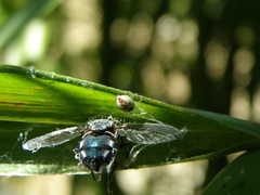 Nigma puella