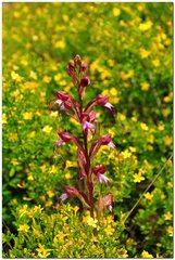 Himantoglossum comperianum