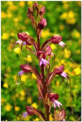 Himantoglossum comperianum