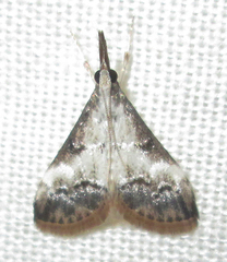 Autocharis