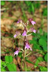 Himantoglossum comperianum