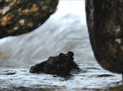 Amolops hongkongensis