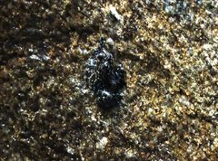 Amolops hongkongensis