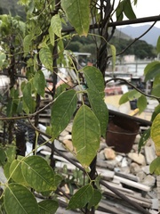 Derris trifoliata
