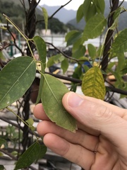 Derris trifoliata