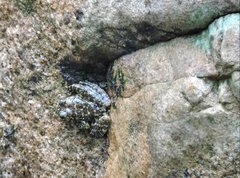 Amolops hongkongensis