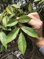 Callerya dielsiana